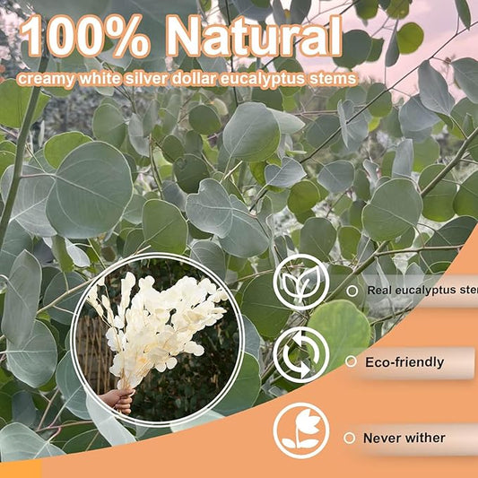 10 PCS Real Creamy White Silver Dollar Eucalyptus Stems for Vase - 15"-17" Fresh & Dried Eucalyptus Leaves Bundle, Natural Greenery Plants for Home, Wedding, Boho Decor & DIY Crafts