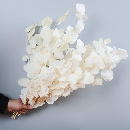 10 PCS Real Creamy White Silver Dollar Eucalyptus Stems for Vase - 15"-17" Fresh & Dried Eucalyptus Leaves Bundle, Natural Greenery Plants for Home, Wedding, Boho Decor & DIY Crafts