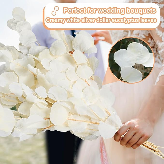 10 PCS Real Creamy White Silver Dollar Eucalyptus Stems for Vase - 15"-17" Fresh & Dried Eucalyptus Leaves Bundle, Natural Greenery Plants for Home, Wedding, Boho Decor & DIY Crafts