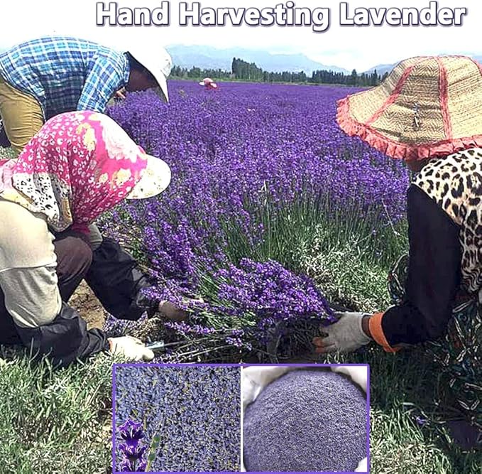 Dried Lavender Flowers, Natural Flowers Buds, Fragrant Lavender Bulk for Drawers and Closets, Wholesale Dried Flowers for Soap, Candle, Sachets and DIY (2 Pound)