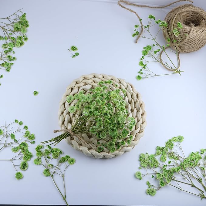 100 Pcs Green Flat Dried Baby's Breath Pressed Flower Bulk Bundles +1 Tweezers Set.Real Gypsophila Natural Dried Flowersr for Making Blessing Card/Resin Art/ DIY Candle Decor.