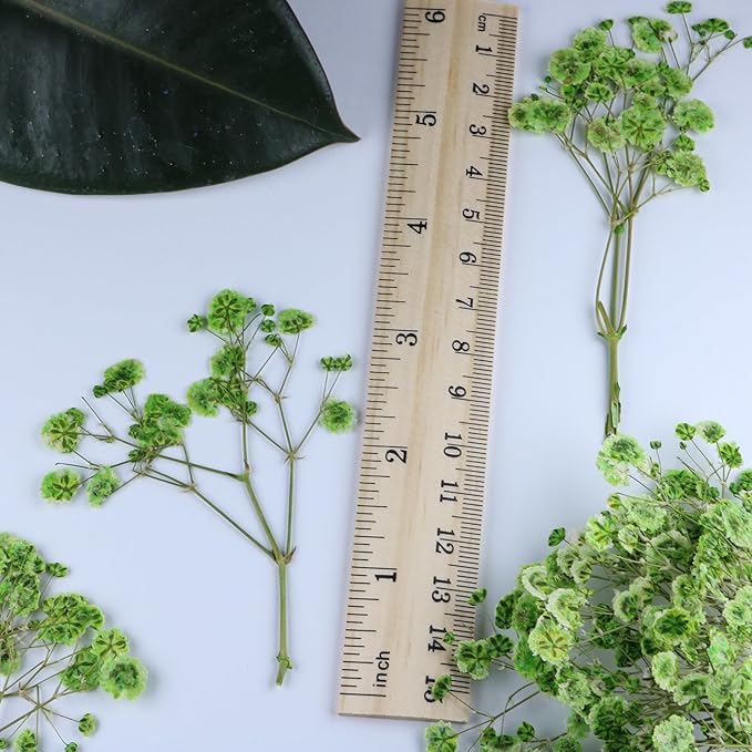 100 Pcs Green Flat Dried Baby's Breath Pressed Flower Bulk Bundles +1 Tweezers Set.Real Gypsophila Natural Dried Flowersr for Making Blessing Card/Resin Art/ DIY Candle Decor.