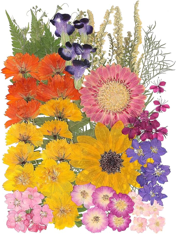 12“ Large Bulk Summer Dried Pressed Flowers for Glass Frame, Real Dry Natural Flower Leaf Daisy for Resin Mold, Cake Decor, Phone Cases (Gorgeous)