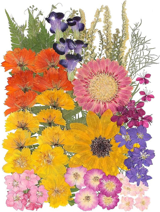 12“ Large Bulk Summer Dried Pressed Flowers for Glass Frame, Real Dry Natural Flower Leaf Daisy for Resin Mold, Cake Decor, Phone Cases (Gorgeous)