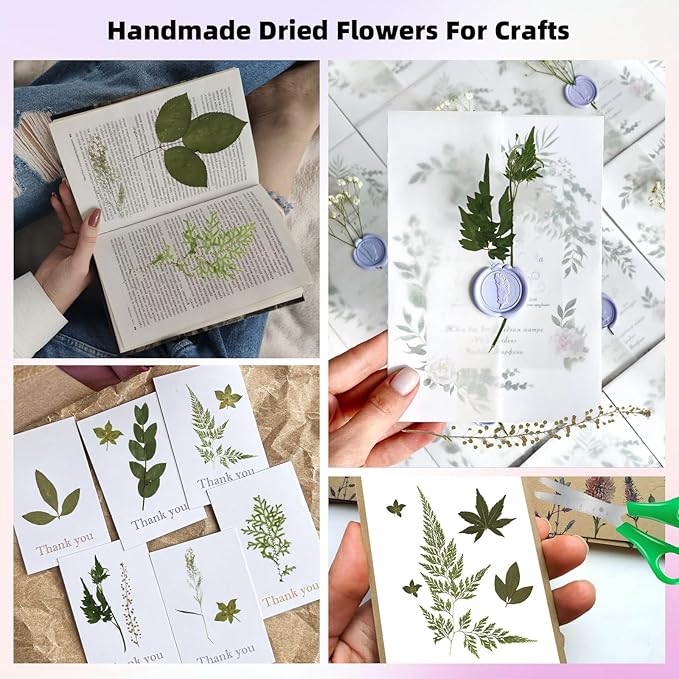 12“ Large Bulk Summer Dried Pressed Flowers for Glass Frame, Real Dry Natural Flower Leaf Daisy for Resin Mold, Cake Decor, Phone Cases (Dried Green Leaves)