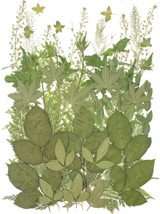 12“ Large Bulk Summer Dried Pressed Flowers for Glass Frame, Real Dry Natural Flower Leaf Daisy for Resin Mold, Cake Decor, Phone Cases (Dried Green Leaves)