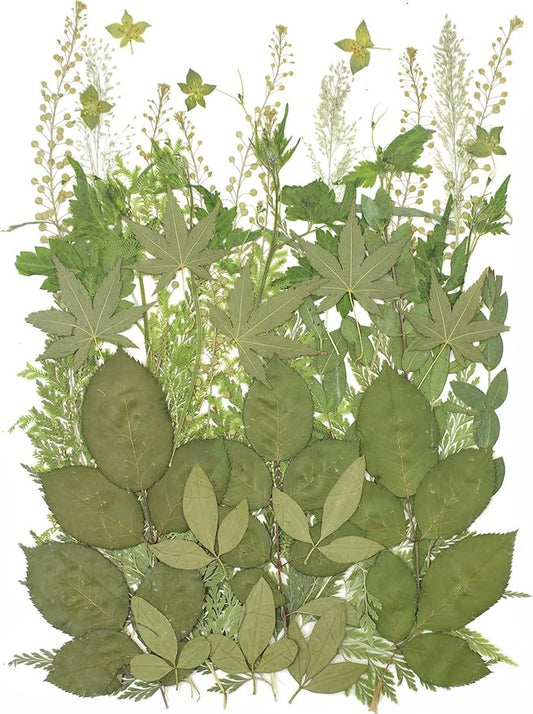 12“ Large Bulk Summer Dried Pressed Flowers for Glass Frame, Real Dry Natural Flower Leaf Daisy for Resin Mold, Cake Decor, Phone Cases (Dried Green Leaves)