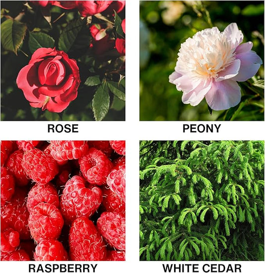 Rose Enchanté Reed Diffuser Oil – Long Lasting Room Scent Diffuser with Premium Essential Oils – Floral Fragrance for Home, Bedroom, or Bathroom Aroma Diffuser – 50ml