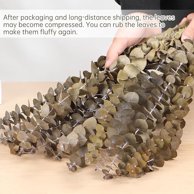 16 Pcs Dried Eucalyptus Stems, 17'' Natural Fresh Eucalyptus Leaves Branches Hanging for Shower, Preserved Real Plant Live for Home SPA Wall Bathroom Wedding Party Vase Decor