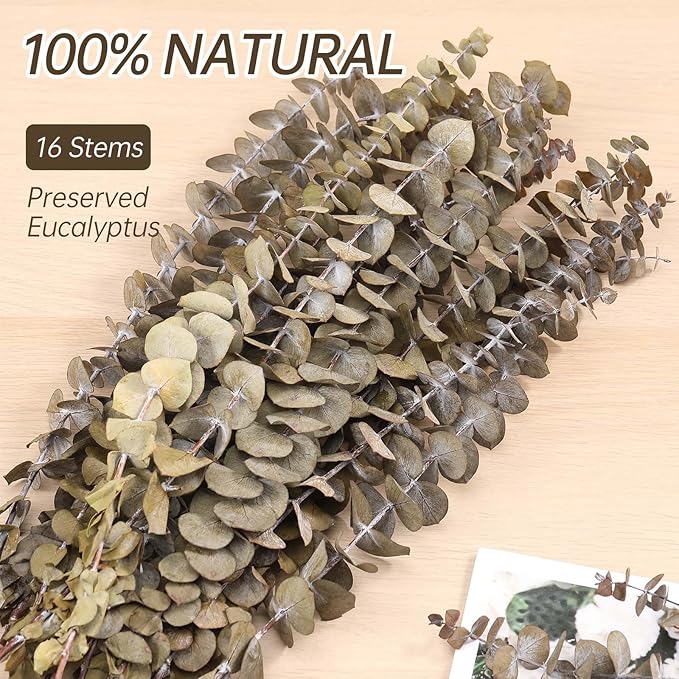 16 Pcs Dried Eucalyptus Stems, 17'' Natural Fresh Eucalyptus Leaves Branches Hanging for Shower, Preserved Real Plant Live for Home SPA Wall Bathroom Wedding Party Vase Decor