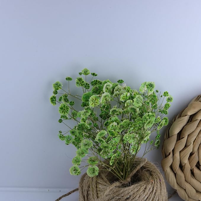 100 Pcs Green Flat Dried Baby's Breath Pressed Flower Bulk Bundles +1 Tweezers Set.Real Gypsophila Natural Dried Flowersr for Making Blessing Card/Resin Art/ DIY Candle Decor.