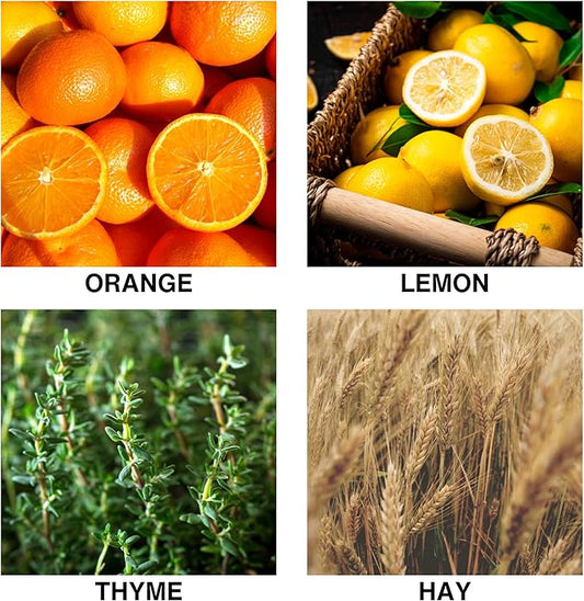 Citrus Meadow Luxury Reed Diffuser – Long Lasting Aroma with Orange, Lemon, Thyme & Hay – Essential Oil Diffusers for Home – Crafted by Expert Perfumers – 150ml