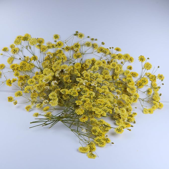 50 Pcs Yellow Small Dried Babys Breath Flowers for Resin ,Real Dried Babys Breath Pressed Flower for Wedding Invitations Wax Seals ,Dry Flat Baby's Breath Flower with 1 Tweezers.