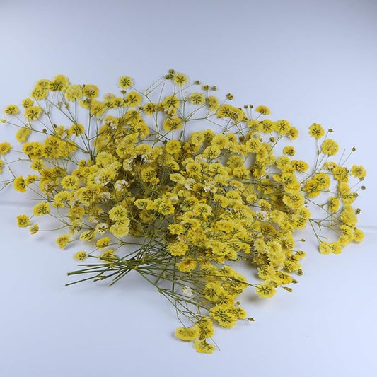 50 Pcs Yellow Small Dried Babys Breath Flowers for Resin ,Real Dried Babys Breath Pressed Flower for Wedding Invitations Wax Seals ,Dry Flat Baby's Breath Flower with 1 Tweezers.