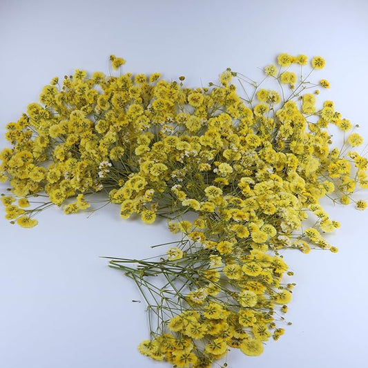100 Pcs Yellow Small Dried Babys Breath Flowers for Resin ,Real Dried Babys Breath Pressed Flower for Wedding Invitations Wax Seals ,Dry Flat Baby's Breath Flower with 1 Tweezers.