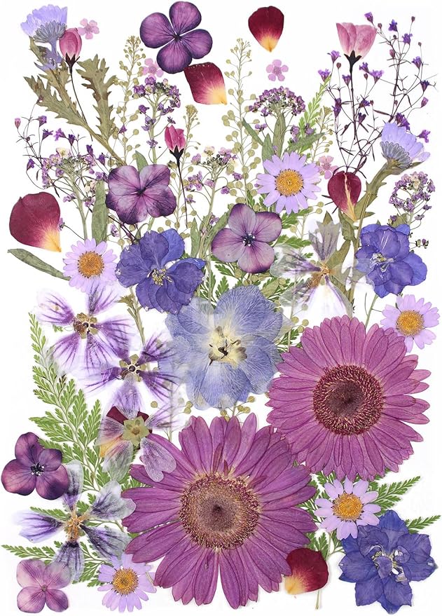 12“ Large Bulk Dried Pressed Flowers for Glass Frame, Real Dry Natural Flower Leaf for Resin Mold, Cake Decor, Holiday Decorations, Phone Cases, Invitations (Purple Haze)