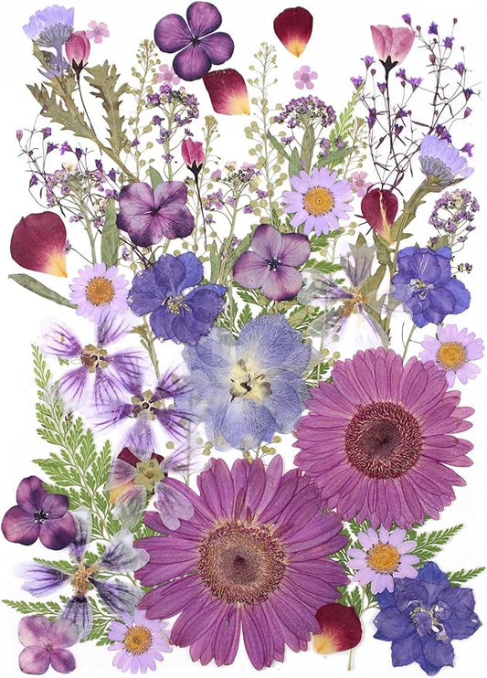 12“ Large Bulk Dried Pressed Flowers for Glass Frame, Real Dry Natural Flower Leaf for Resin Mold, Cake Decor, Holiday Decorations, Phone Cases, Invitations (Purple Haze)