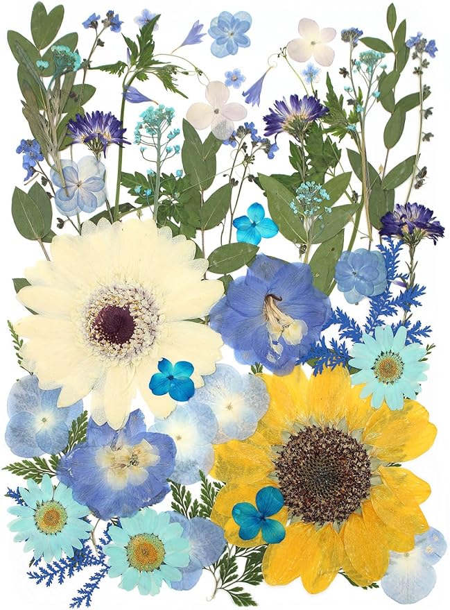 12“ Large Bulk Summer Dried Pressed Flowers for Glass Frame, Real Dry Natural Flower Leaf Daisy for Resin Mold, Cake Decor, Phone Cases (Calm Blue)