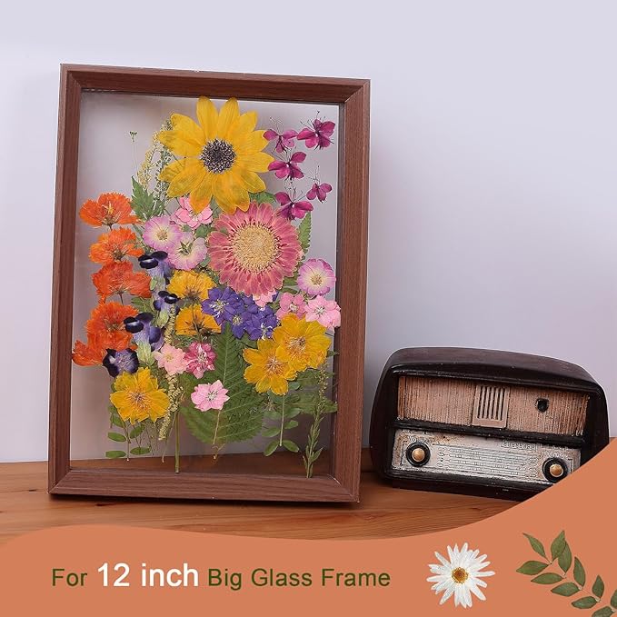 12“ Large Bulk Summer Dried Pressed Flowers for Glass Frame, Real Dry Natural Flower Leaf Daisy for Resin Mold, Cake Decor, Phone Cases (Gorgeous)
