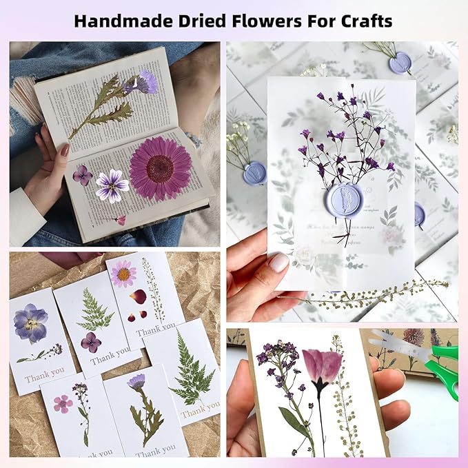 12“ Large Bulk Dried Pressed Flowers for Glass Frame, Real Dry Natural Flower Leaf for Resin Mold, Cake Decor, Holiday Decorations, Phone Cases, Invitations (Purple Haze)