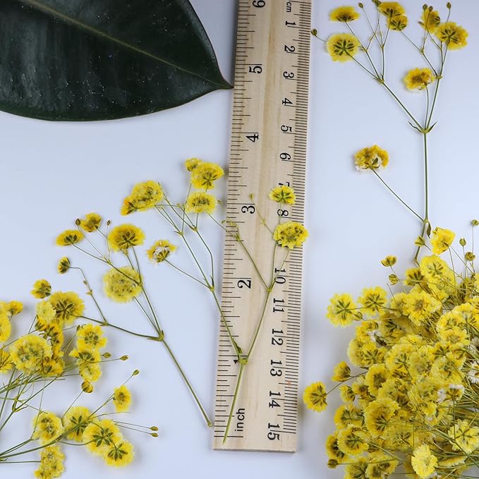 100 Pcs Yellow Small Dried Babys Breath Flowers for Resin ,Real Dried Babys Breath Pressed Flower for Wedding Invitations Wax Seals ,Dry Flat Baby's Breath Flower with 1 Tweezers.