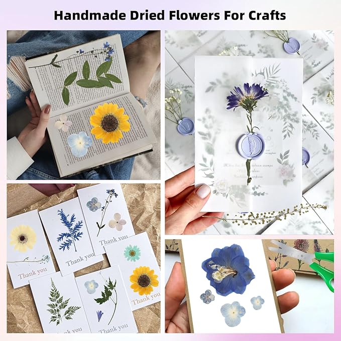 12“ Large Bulk Summer Dried Pressed Flowers for Glass Frame, Real Dry Natural Flower Leaf Daisy for Resin Mold, Cake Decor, Phone Cases (Calm Blue)