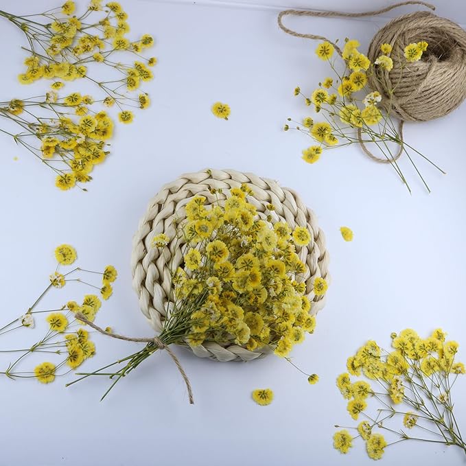 50 Pcs Yellow Small Dried Babys Breath Flowers for Resin ,Real Dried Babys Breath Pressed Flower for Wedding Invitations Wax Seals ,Dry Flat Baby's Breath Flower with 1 Tweezers.