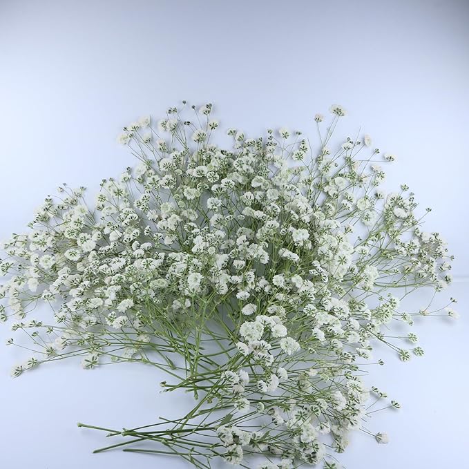 100 Pcs White Natural Baby's Breath Real Dried Pressed Flowers ,for Scrapbooking Supplies Card Making Supplies Resin Jewelry Making Soap and Candle Making.