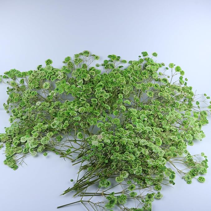 100 Pcs Green Flat Dried Baby's Breath Pressed Flower Bulk Bundles +1 Tweezers Set.Real Gypsophila Natural Dried Flowersr for Making Blessing Card/Resin Art/ DIY Candle Decor.