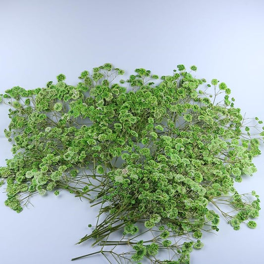 100 Pcs Green Flat Dried Baby's Breath Pressed Flower Bulk Bundles +1 Tweezers Set.Real Gypsophila Natural Dried Flowersr for Making Blessing Card/Resin Art/ DIY Candle Decor.