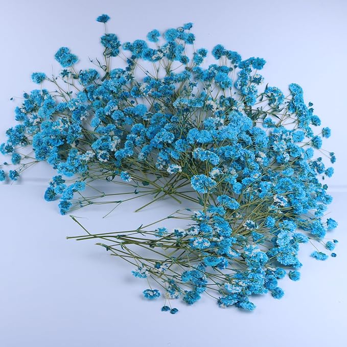 50 Branches Lake Blue Pressed Flowers Bulk Dried Flower Kit for Resin , Dried Babys Breath Flower Natural with Tweezer for Crafts Christmas DIY Gift Scrapbooking Photo Props.